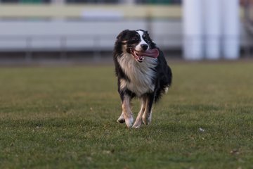 Bild 50 - Hundeshooting